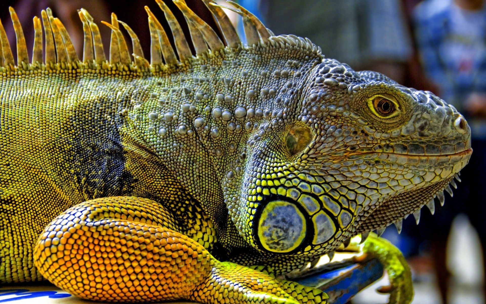 répteis e rãs lagarto lagarto dragão natureza animal escala tropical vida selvagem exótico cor selvagem animal de estimação desktop vertebrados camaleão cabeça