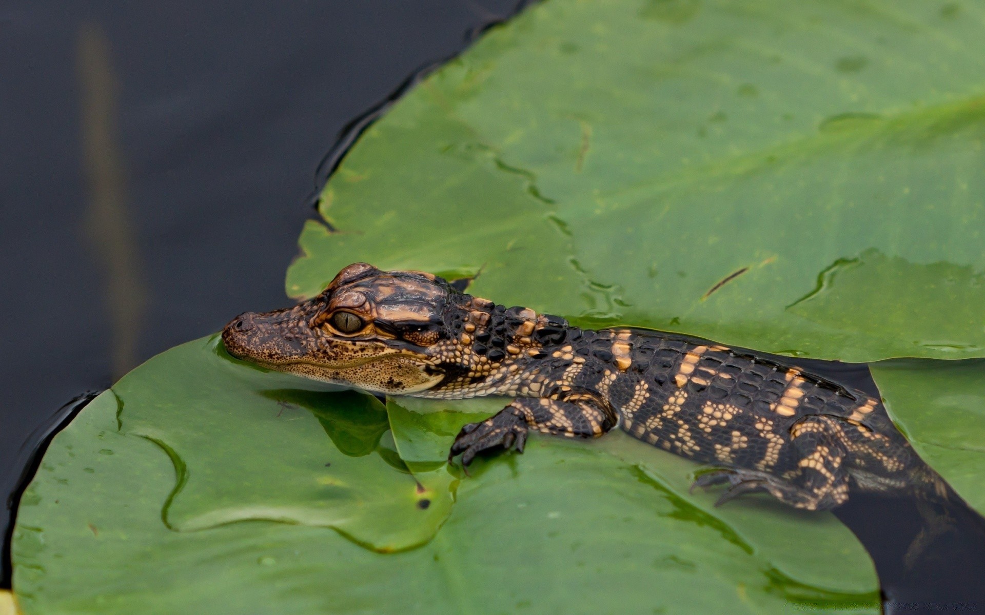 reptiles et grenouilles gazebo nature faune eau animal crocodile piscine alligator sauvage amphibien en plein air lac