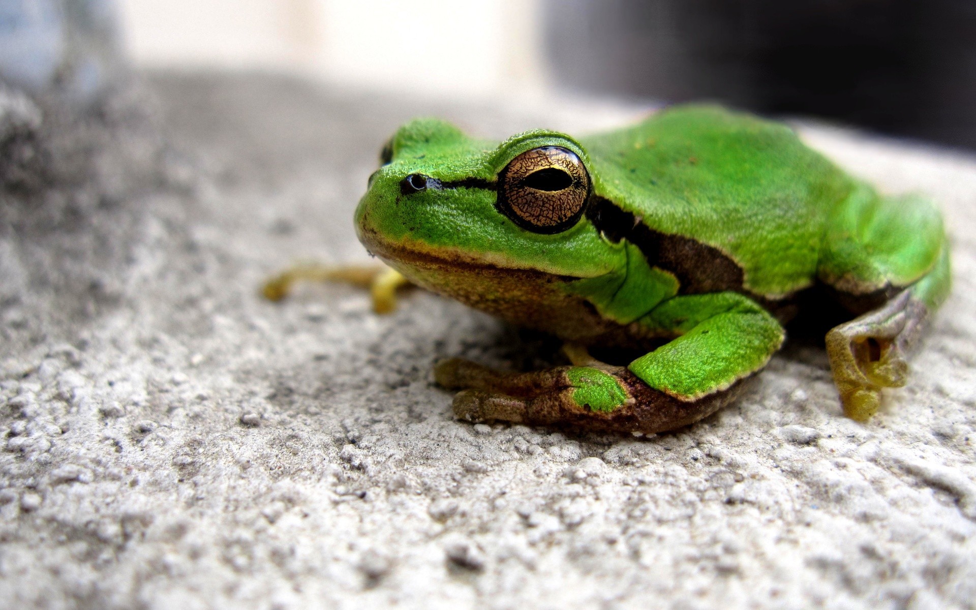 reptilien und frösche frosch amphibien natur tierwelt blatt im freien wenig