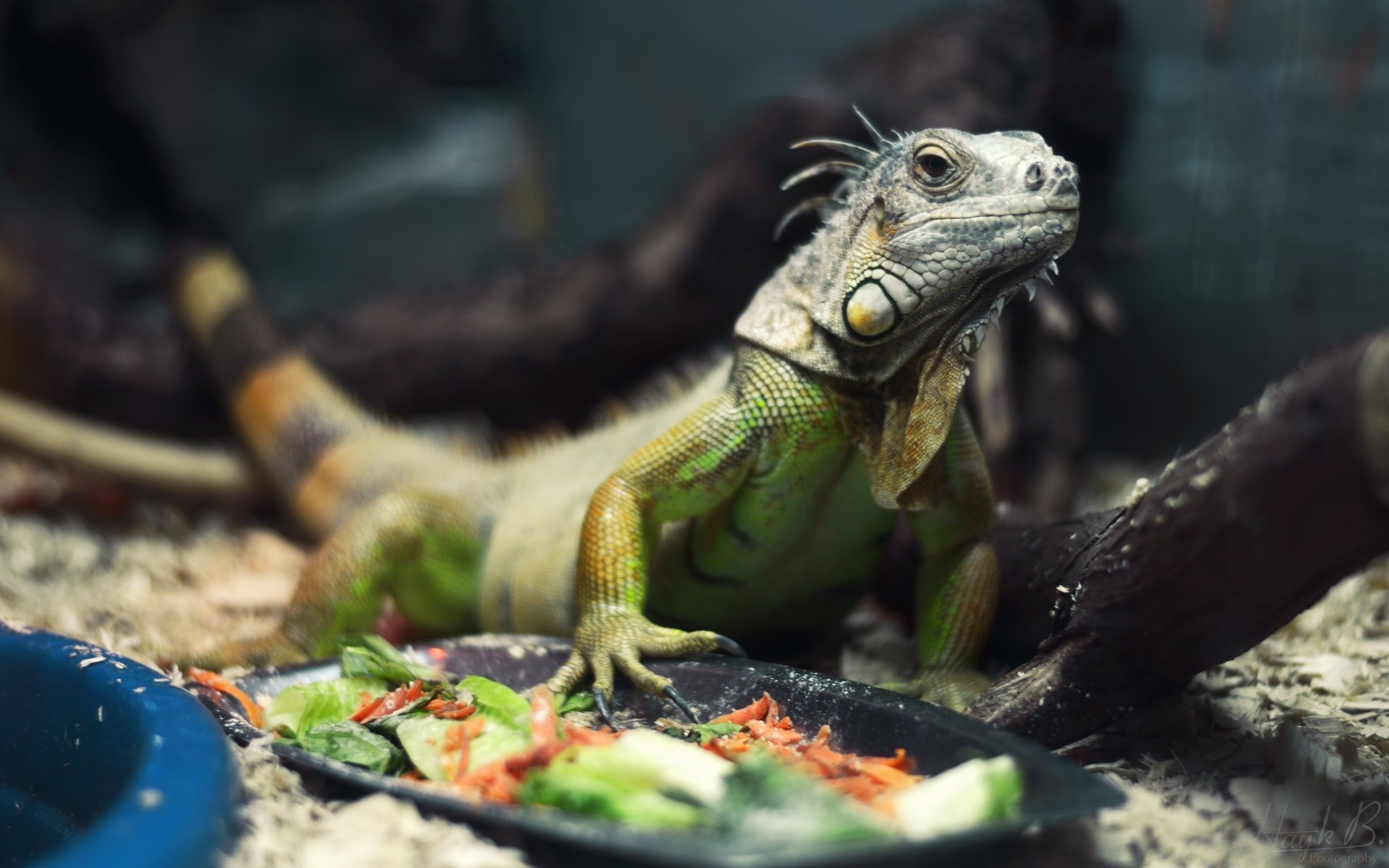 répteis e rãs réptil natureza lagarto tropical animal vida selvagem dragão selvagem ao ar livre exóticas jardim zoológico