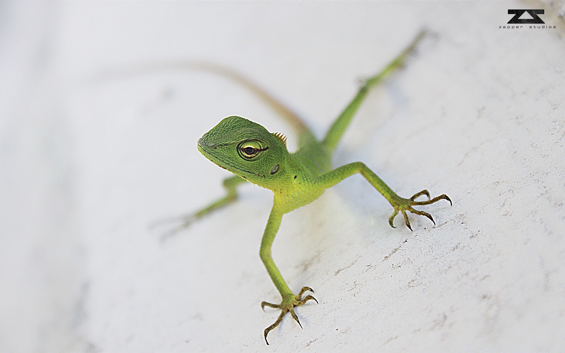 répteis e rãs vida selvagem natureza rã lagarto animal folha inseto gekko ao ar livre sozinho gafanhoto camuflagem