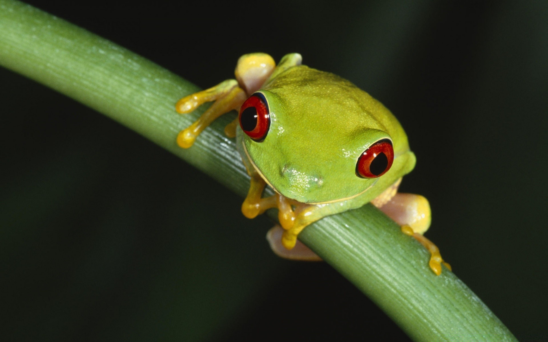 gady i żaby żaba owad przyroda natura płazy zwierzę biologia na zewnątrz liść las deszczowy bezkręgowce zoologia