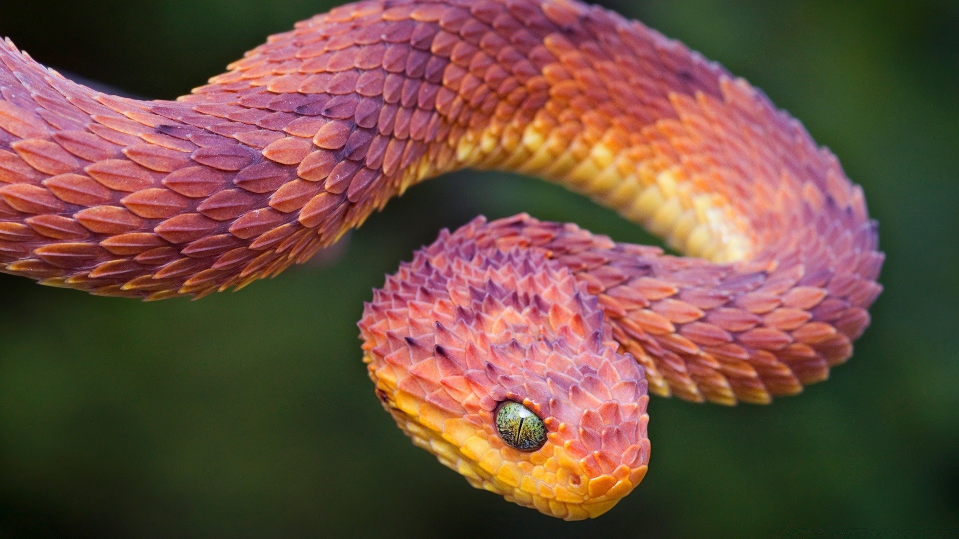 gady i żaby wąż gadzina natura przyroda egzotyczne viper zwierzę biologia drzewo boa kolor jad na zewnątrz jad pyton dziki pulpit zoologia