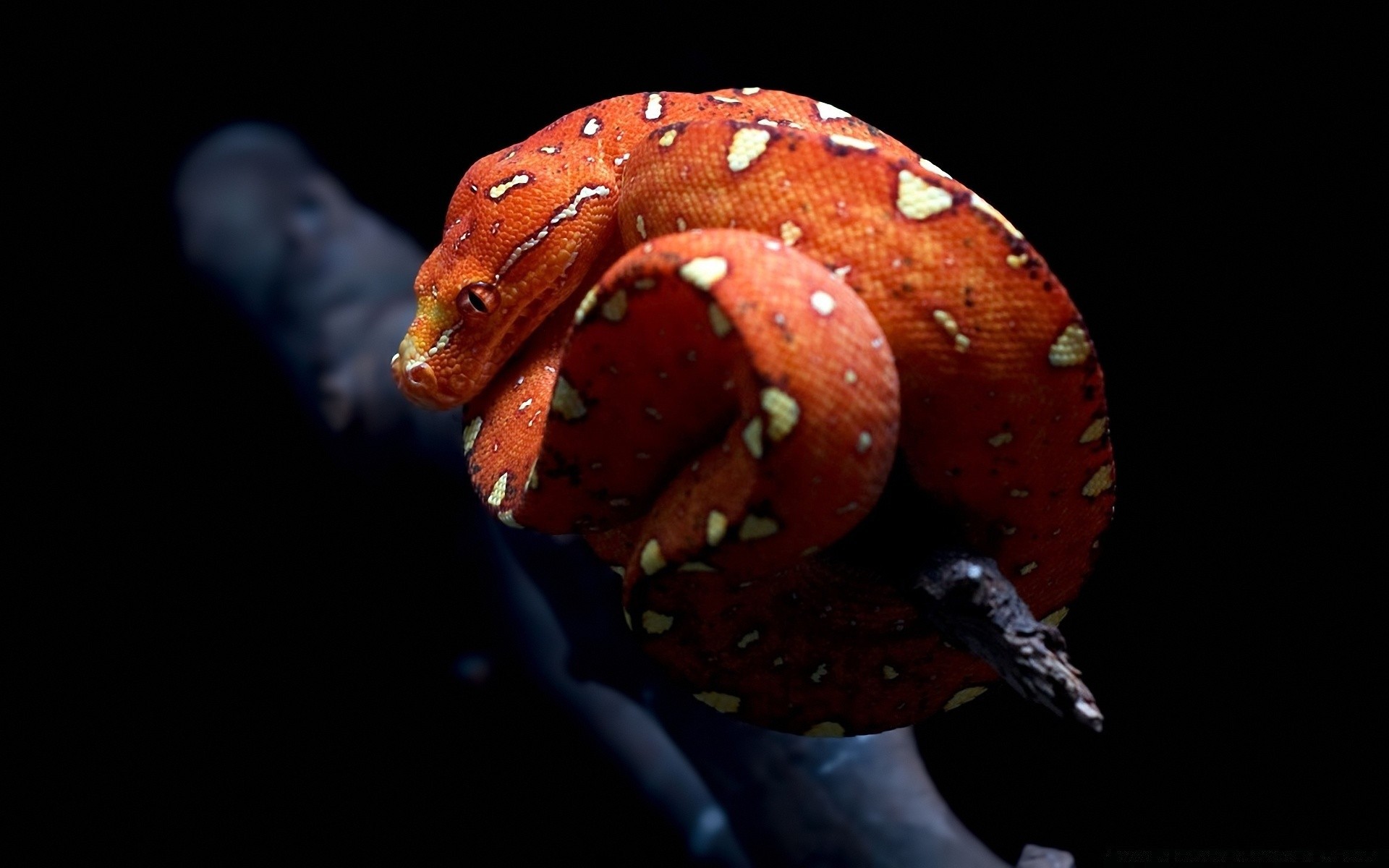 reptiles y ranas invertebrados bajo el agua solo peces vida silvestre biología gazoo serpiente vista lateral agua