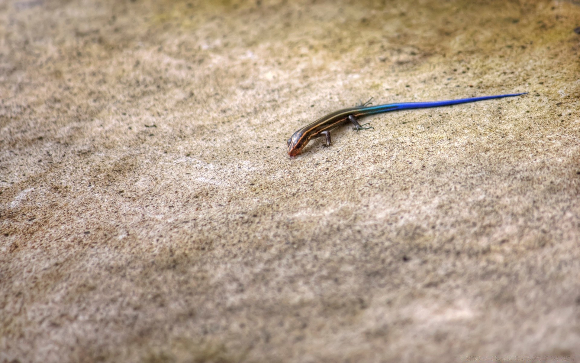 reptilien und frösche sand strand natur im freien eine