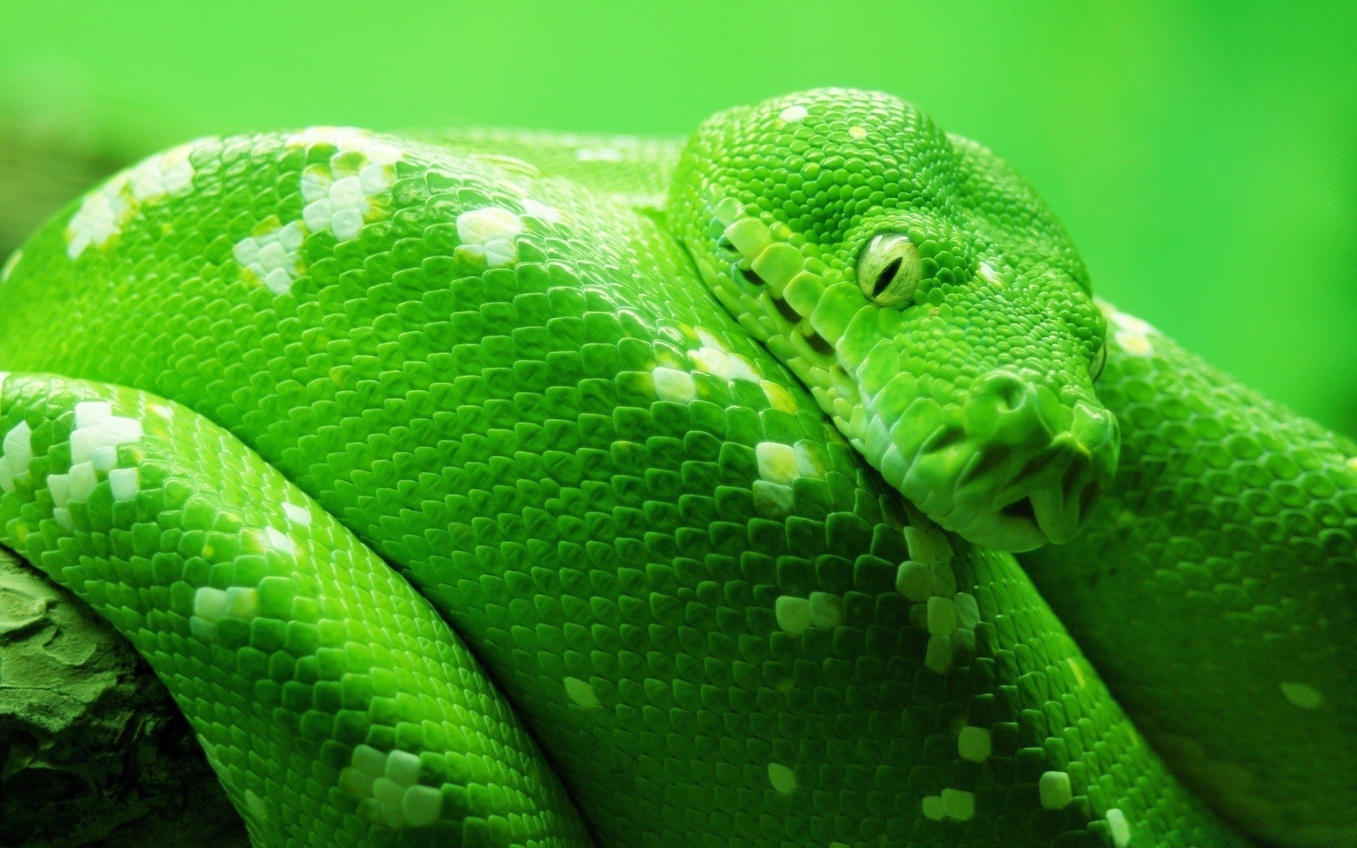 répteis e rãs cobra réptil python boa viper exótico vida selvagem natureza venom veneno deslizar escala animal tropical herpetologia predador zoologia biologia mortal albino