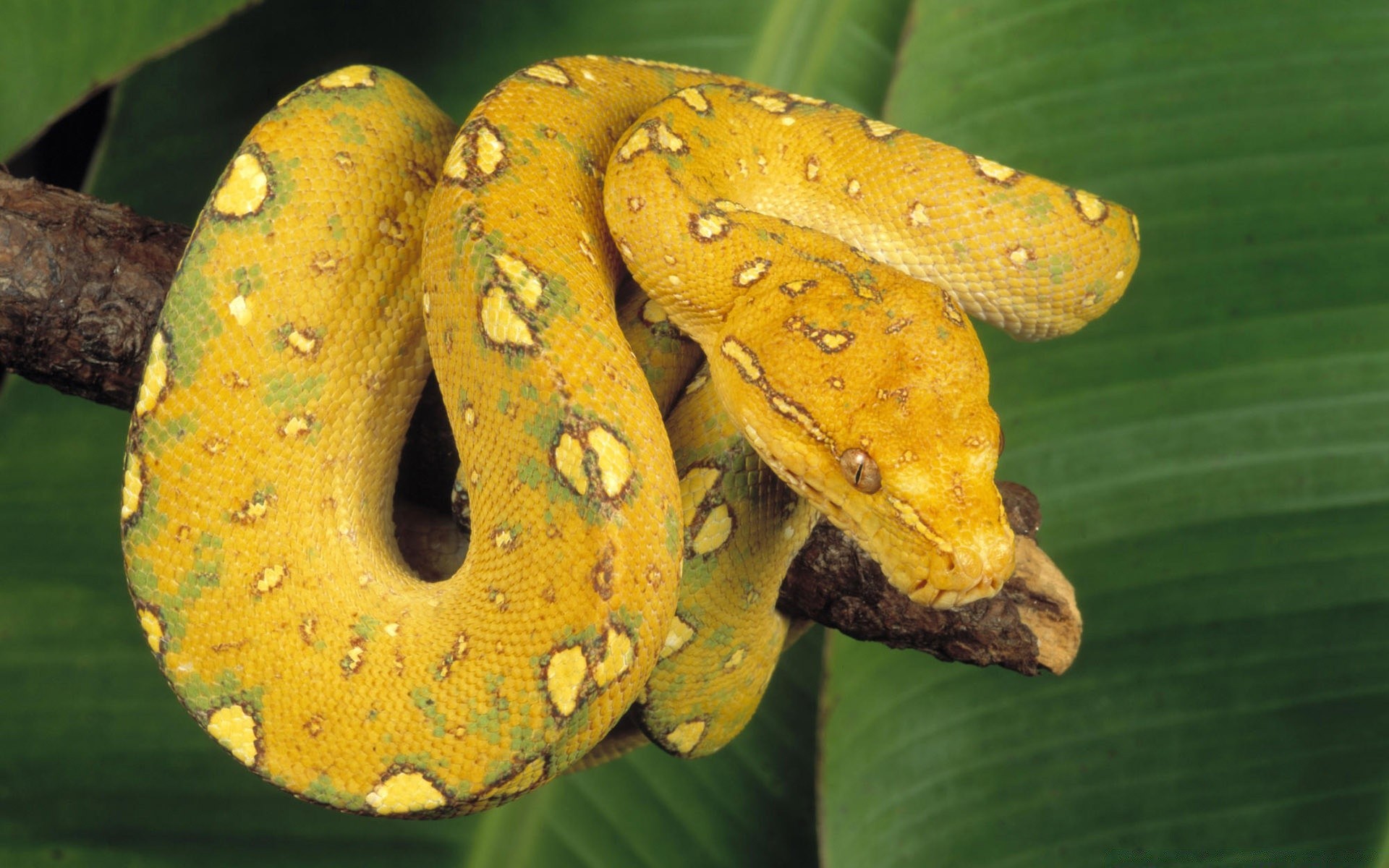 рептилии и лягушки природа экзотические тропический еда дерево змея лист