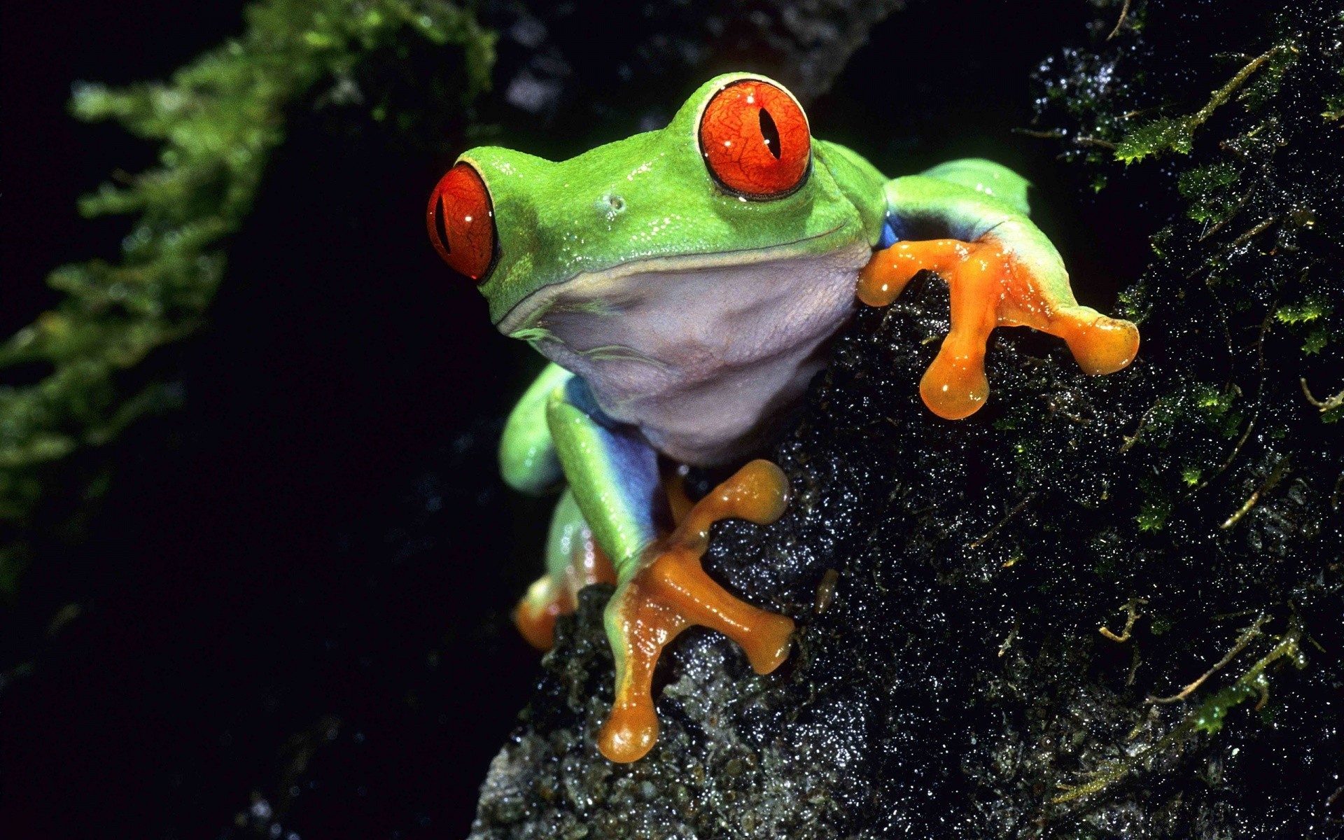 reptiles et grenouilles grenouille amphibiens forêt tropicale faune sous-marin eau nature invertébrés gazebo lumière du jour animal