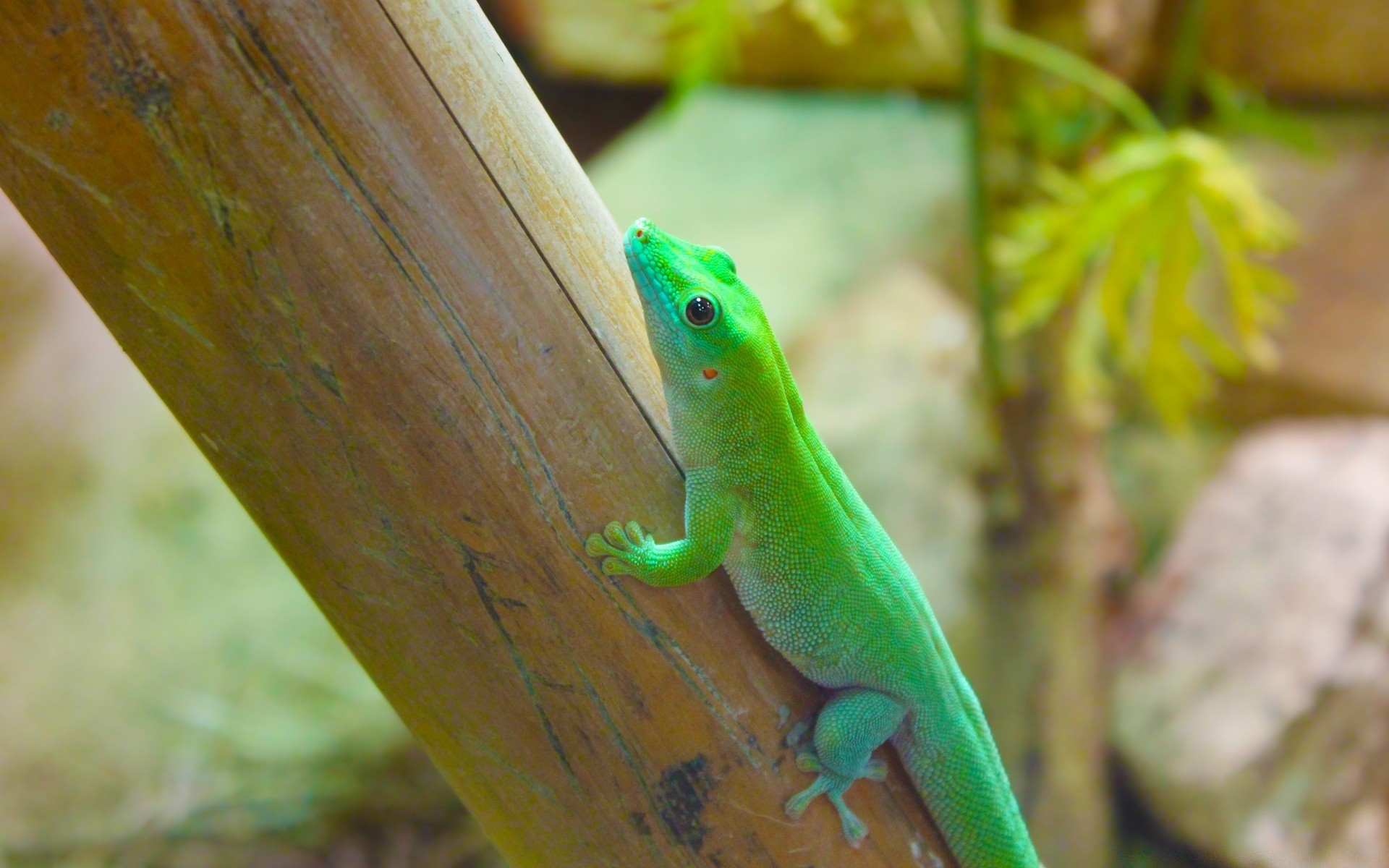 reptiles et grenouilles nature lézard gazebo la faune à l extérieur tropical feuille exotique bois unique arbre zoo forêt tropicale gecko