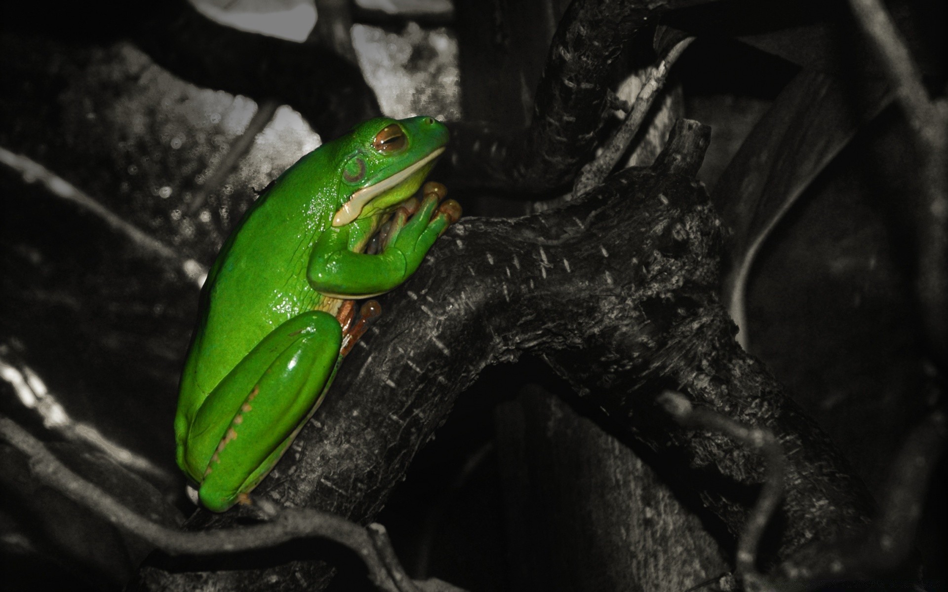 reptiles et grenouilles grenouille amphibiens faune forêt tropicale pluie gazebo animal feuille nature