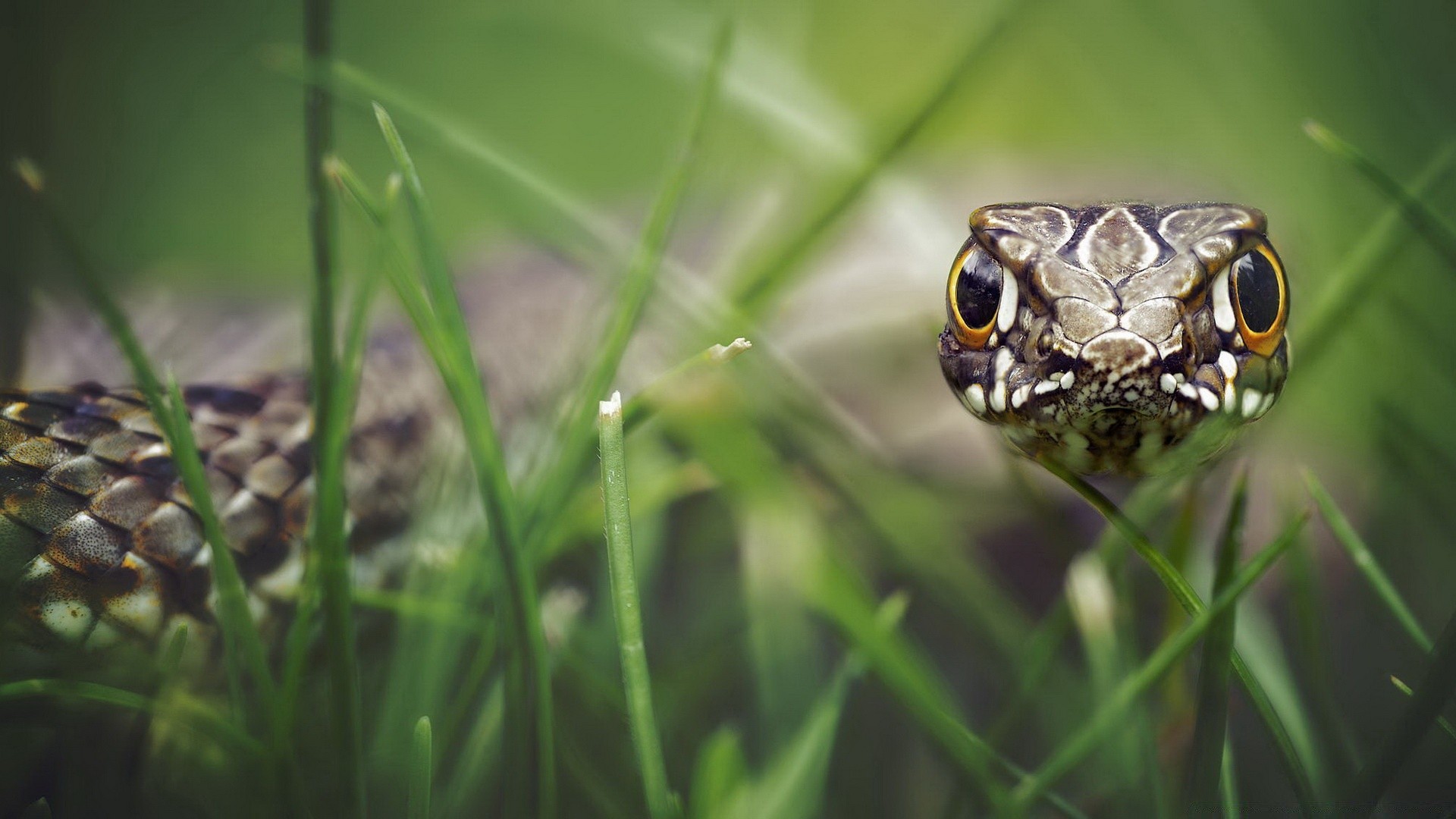 gady i żaby natura trawa dzika przyroda na zewnątrz zwierzę gadzina liść