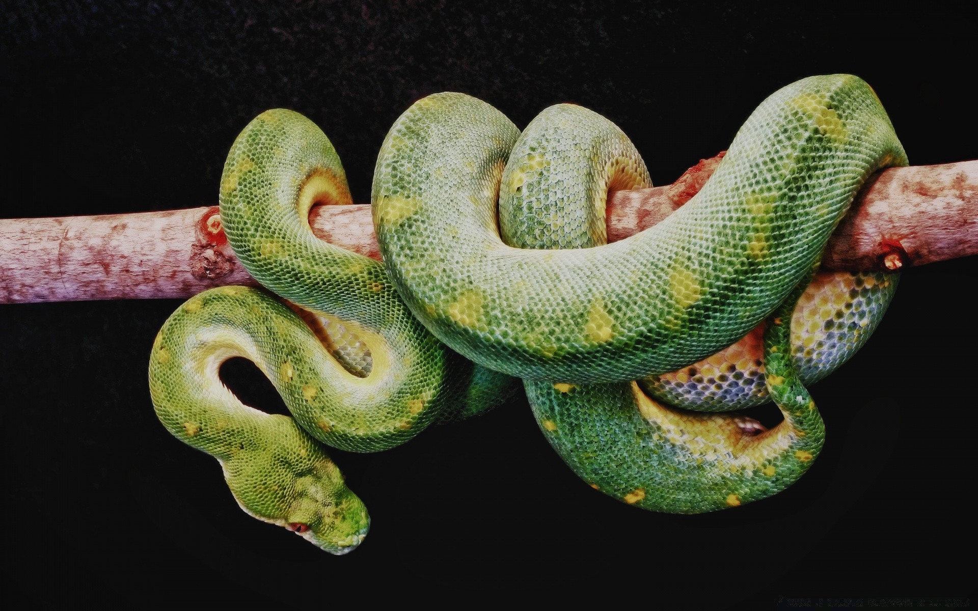 rettili e rane serpente gazoo pitone boa esotico animale natura fauna selvatica viper biologia veleno tropicale zoologia colore desktop venom pericolo animale domestico selvaggio