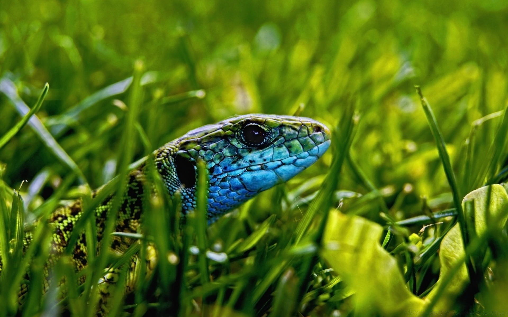 reptiles et grenouilles herbe nature à l extérieur foin flore gros plan environnement champ été feuille jardin pelouse lumineux couleur