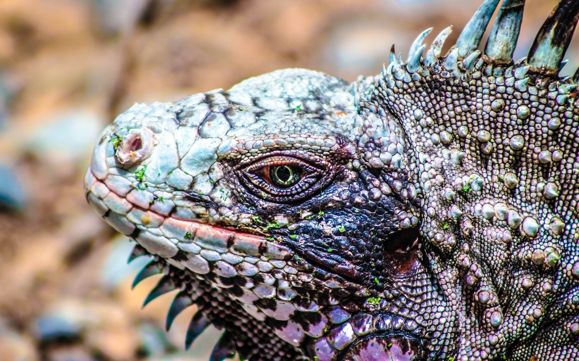 répteis e rãs lagarto réptil natureza animal dragão vida selvagem close-up cabeça tropical pico ao ar livre selvagem retrato espécies escala