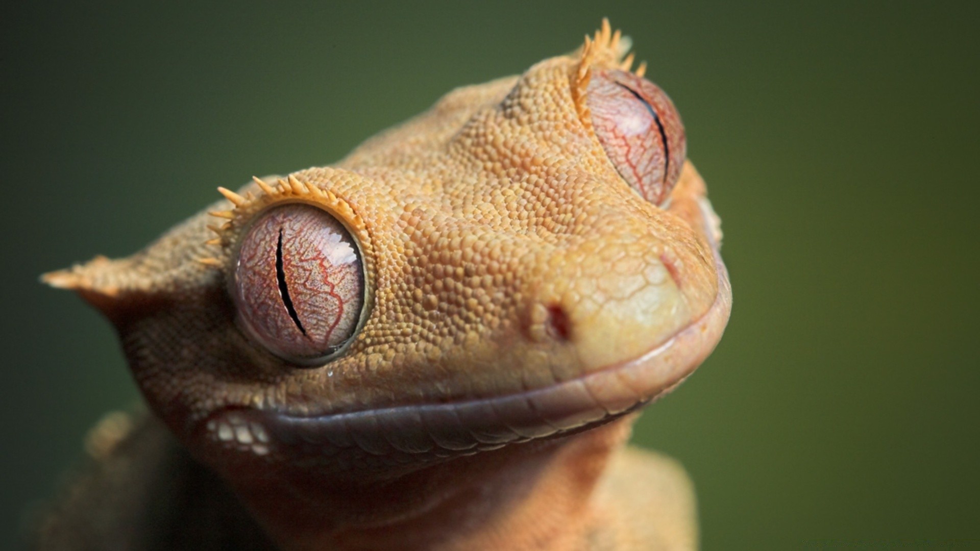 gady i żaby gadzina jaszczurka smok przyroda gekko pet portret natura zwierzę jeden kameleon skala skóra egzotyczne