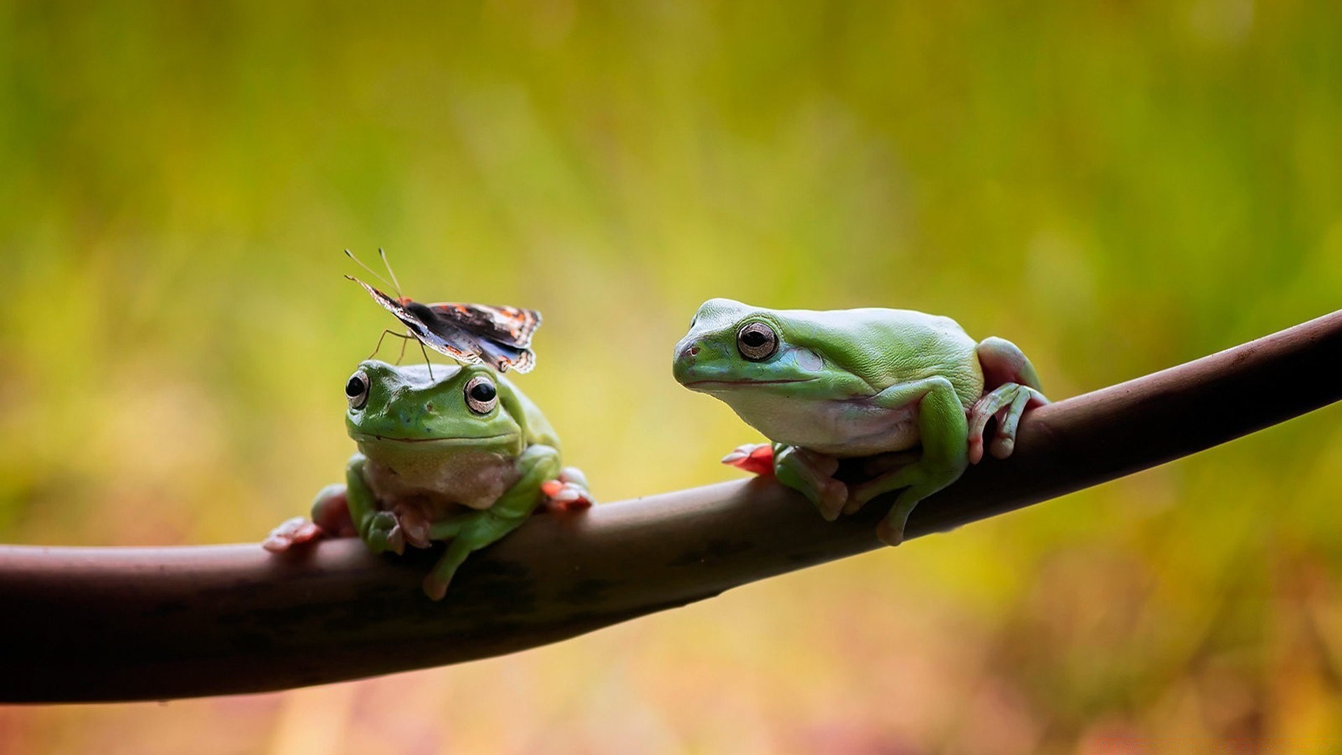 reptiles and frogs frog amphibian wildlife nature reptile leaf animal outdoors hyla rainforest tropical tree eye rain curiosity little portrait one environment