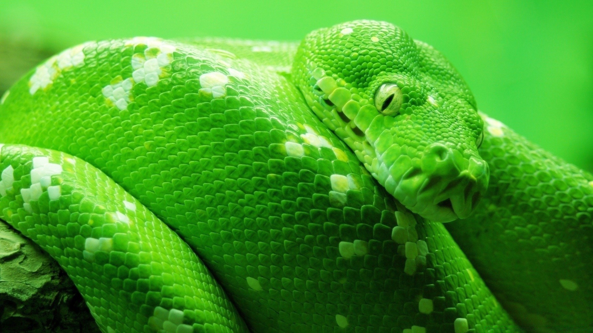 reptilien und frösche schlange gazoo python boa viper exotisch vene gift wildtiere gleiten natur skala herpetologie tier zoologie tödlich tropisch raubtier klapperschlange albino