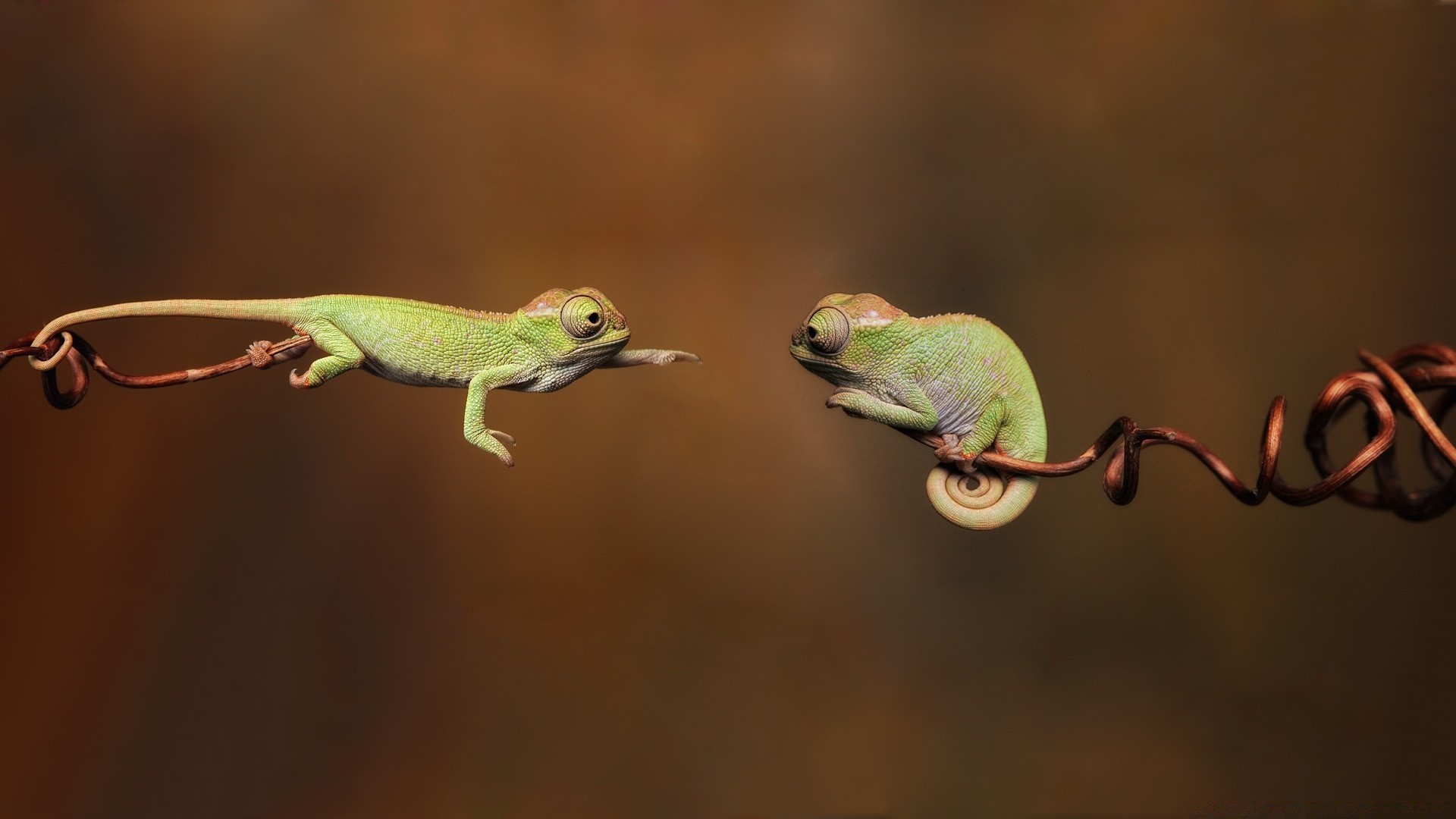 répteis e rãs vida selvagem animal natureza lagarto lagarto sapo cor vista lateral árvore retrato gekko tropical folha