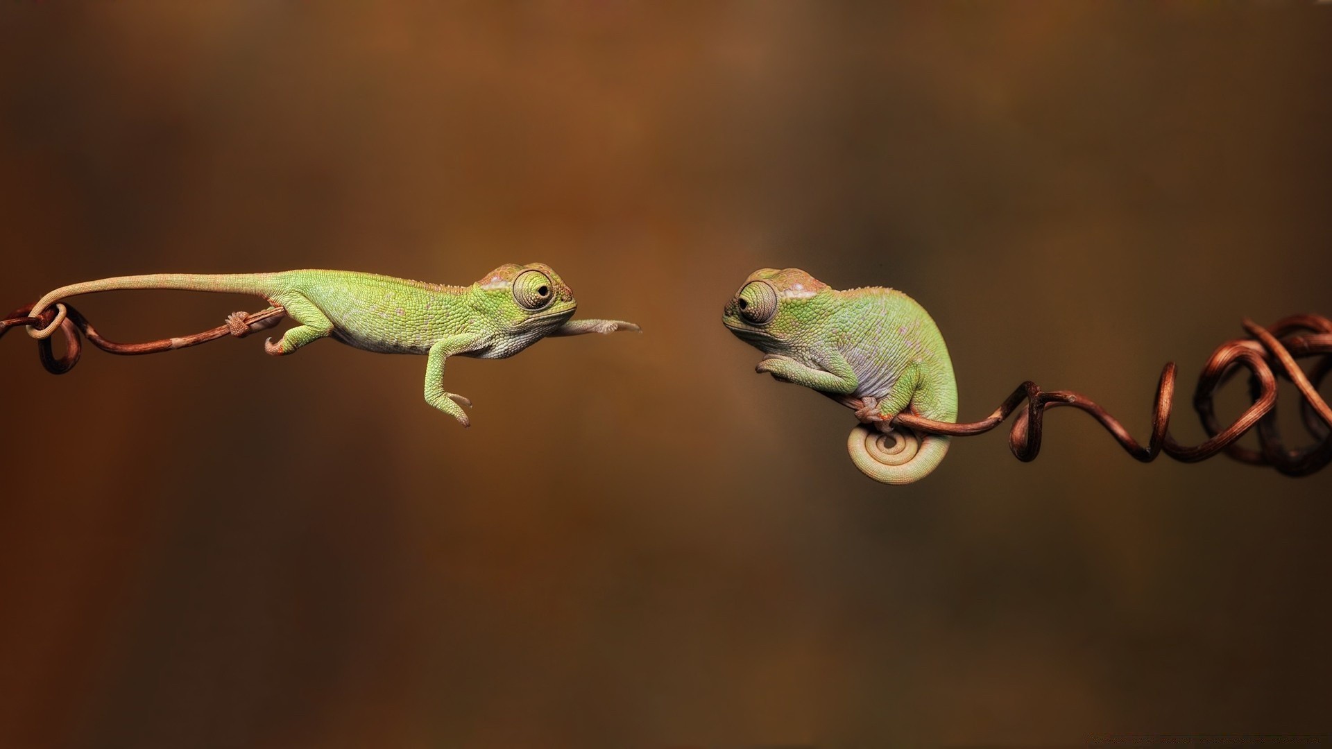 рептилии и лягушки дикой природы животное природа гадина ящерица лягушка цвет вид сбоку дерево портрет гекко тропический лист