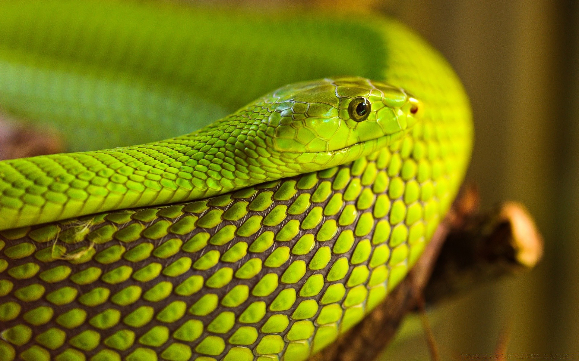 rettili e rane serpente gazoo viper pitone fauna selvatica boa animale natura venom cobra veleno esotico animale domestico serpente a sonagli scala pericolo biologia scivolare zoologia