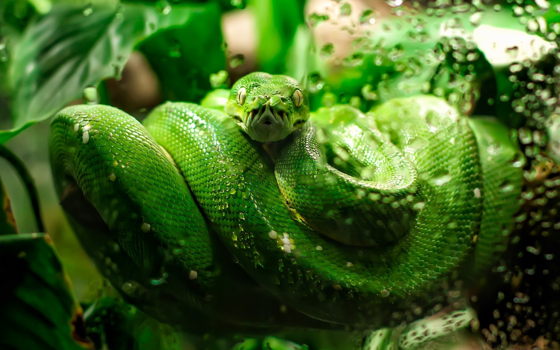 répteis e rãs cobra réptil natureza folha python animal exótico vida selvagem área de trabalho viper flora boa tropical cor comida