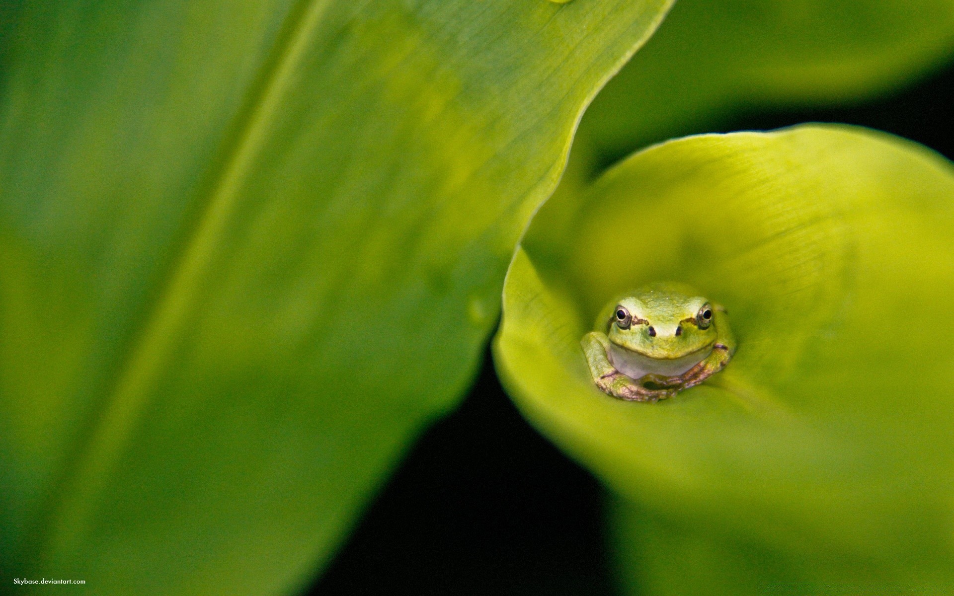 gady i żaby liść żaba deszcz natura flora płazy na zewnątrz ekologia wzrost lato rosa jasny mokry spadek biologia woda