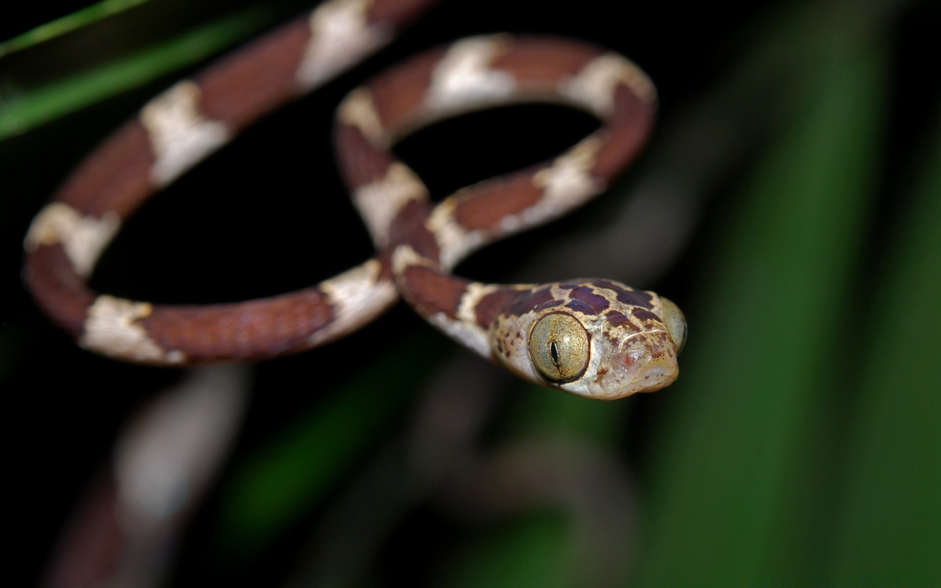 répteis e rãs cobra réptil natureza vida selvagem animal boa zoologia python exótico veneno desktop cor venom perigo viper selvagem ao ar livre biologia espécies