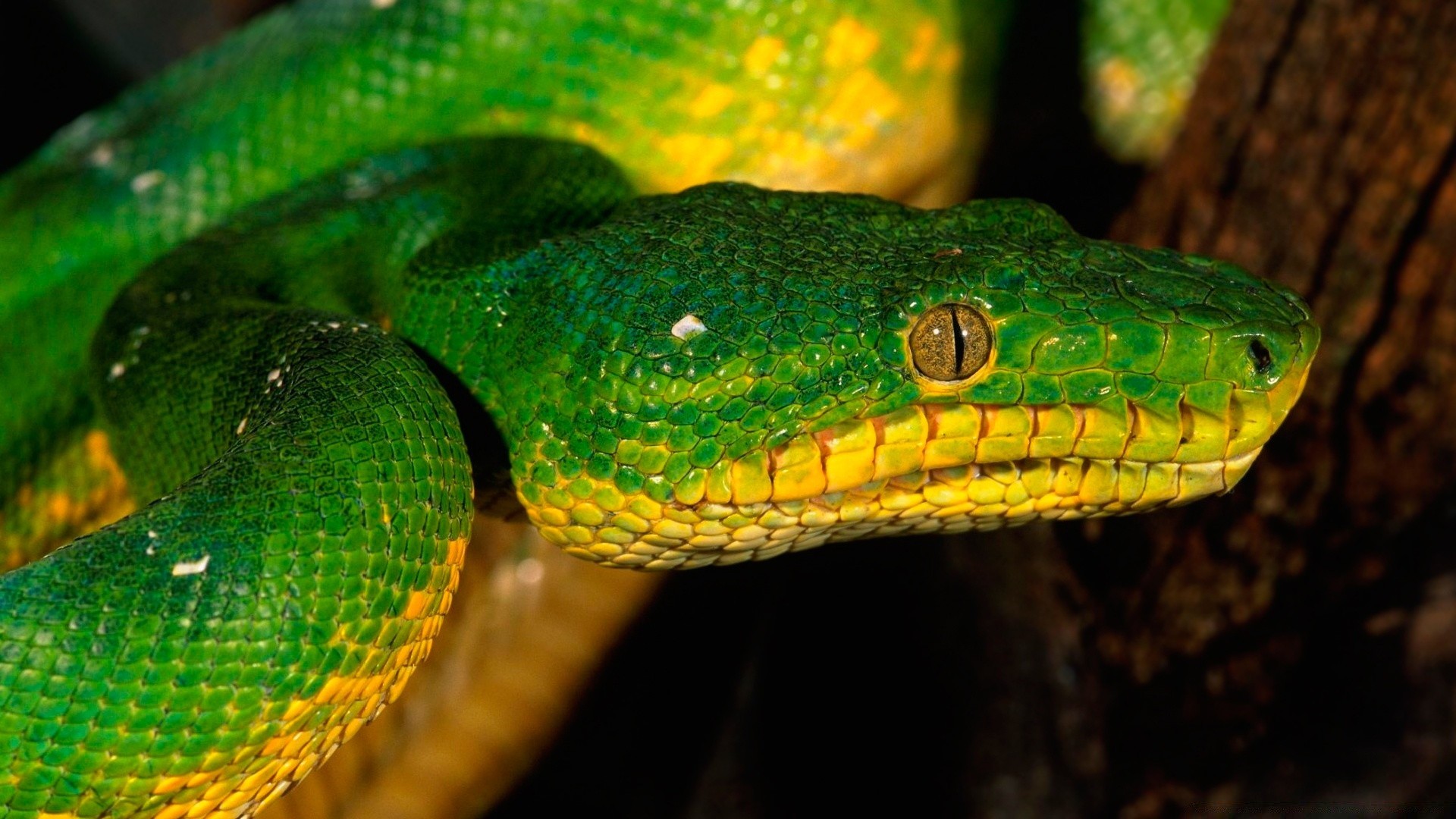 répteis e rãs cobra réptil python boa viper venom vida selvagem veneno animal exótico perigo cobra deslizar natureza mortal predador cascavel zoologia escala herpetologia