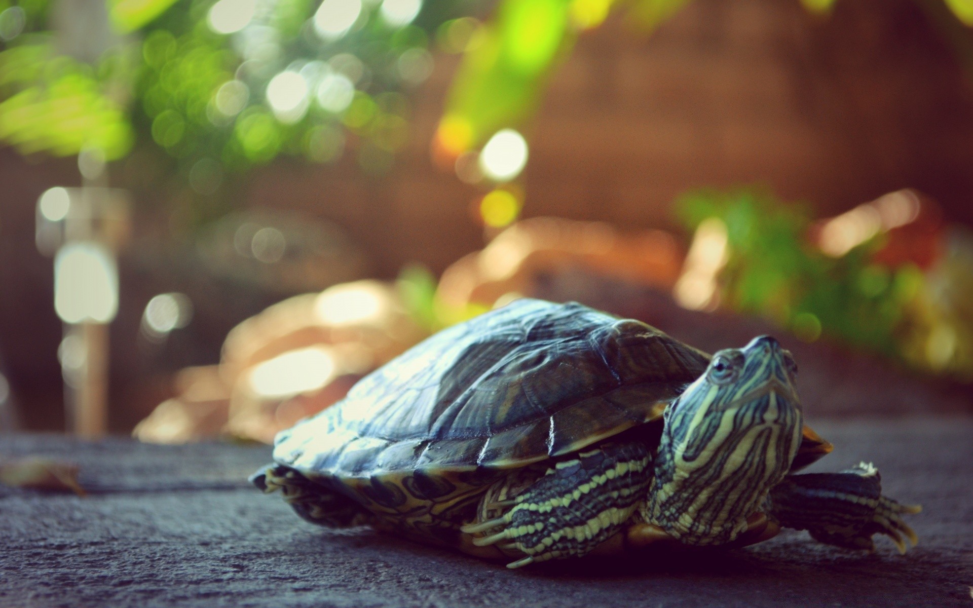 reptiles y ranas tortuga gazoo concha tortuga naturaleza vida silvestre lento agua al aire libre solo natación sangre fría piscina mascota animal desenfoque