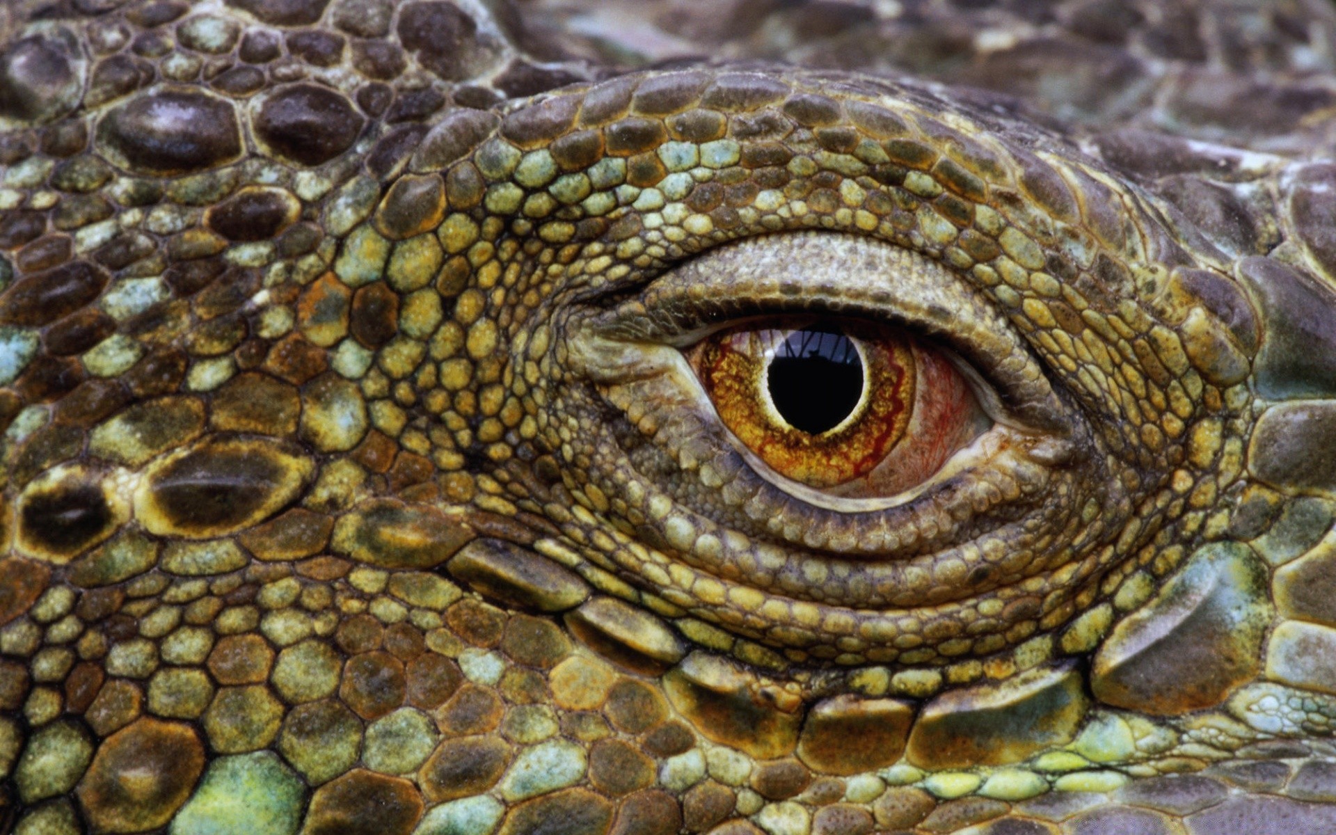 reptiles and frogs reptile nature lizard animal wildlife scale close-up tropical wild crocodile alligator desktop exotic