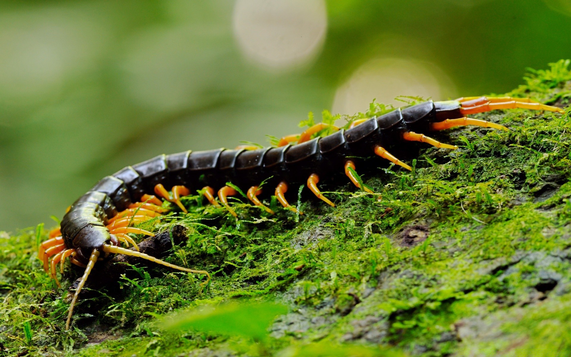 rettili e rane insetto natura invertebrati all aperto fauna selvatica bruco selvaggio larva farfalla verme animale legno biologia foglia luce del giorno singolo