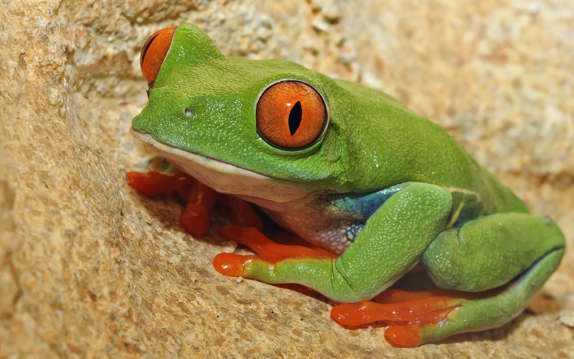 reptilien und frösche frosch amphibien wildtiere natur tropisch