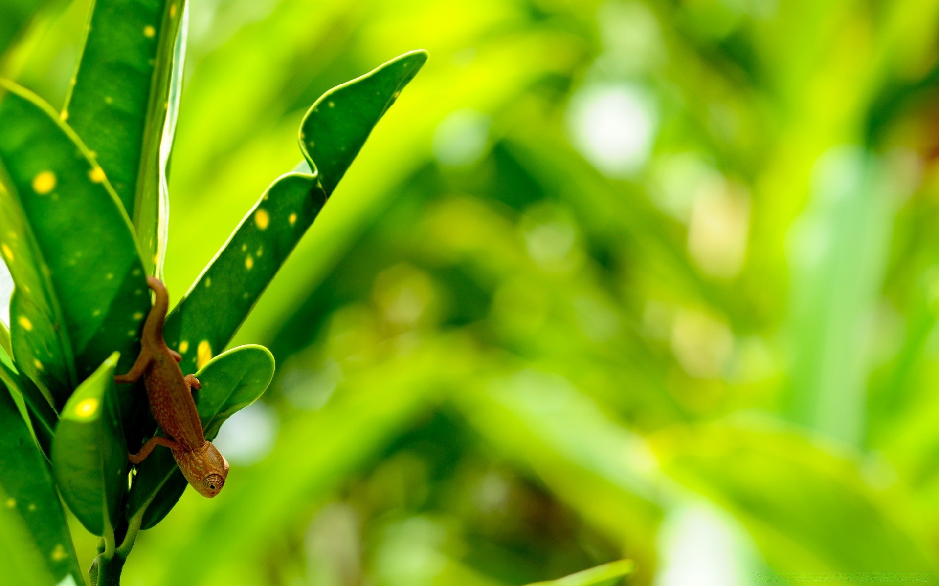 reptilien und frösche blatt natur flora wachstum regen garten sommer umwelt üppig ökologie tropfen tau unschärfe im freien