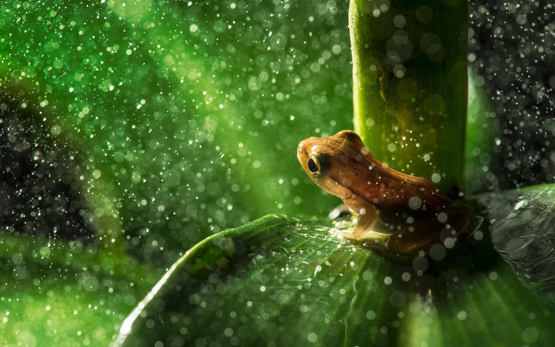 rettili e rane natura rana pioggia bagnato foglia acqua all aperto caduta