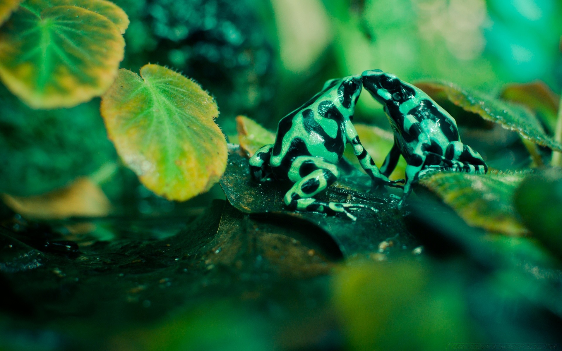 répteis e rãs debaixo d água água natureza tropical peixes oceano mar cor natação