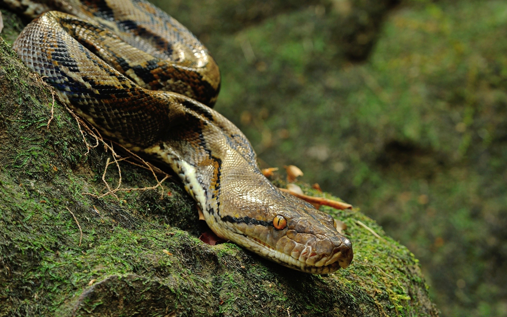 rettili e rane gazoo natura fauna selvatica serpente animale selvaggio predatore pericolo scala lucertola specie