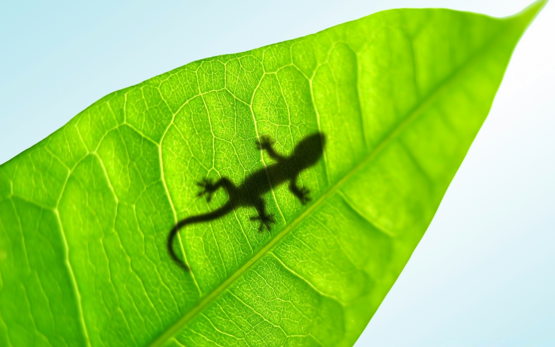 reptilien und frösche blatt flora wachstum natur umwelt umwelt ökologie regen tropfen adern garten photosynthese biologie hell sommer frische tau schließen botanisch nass