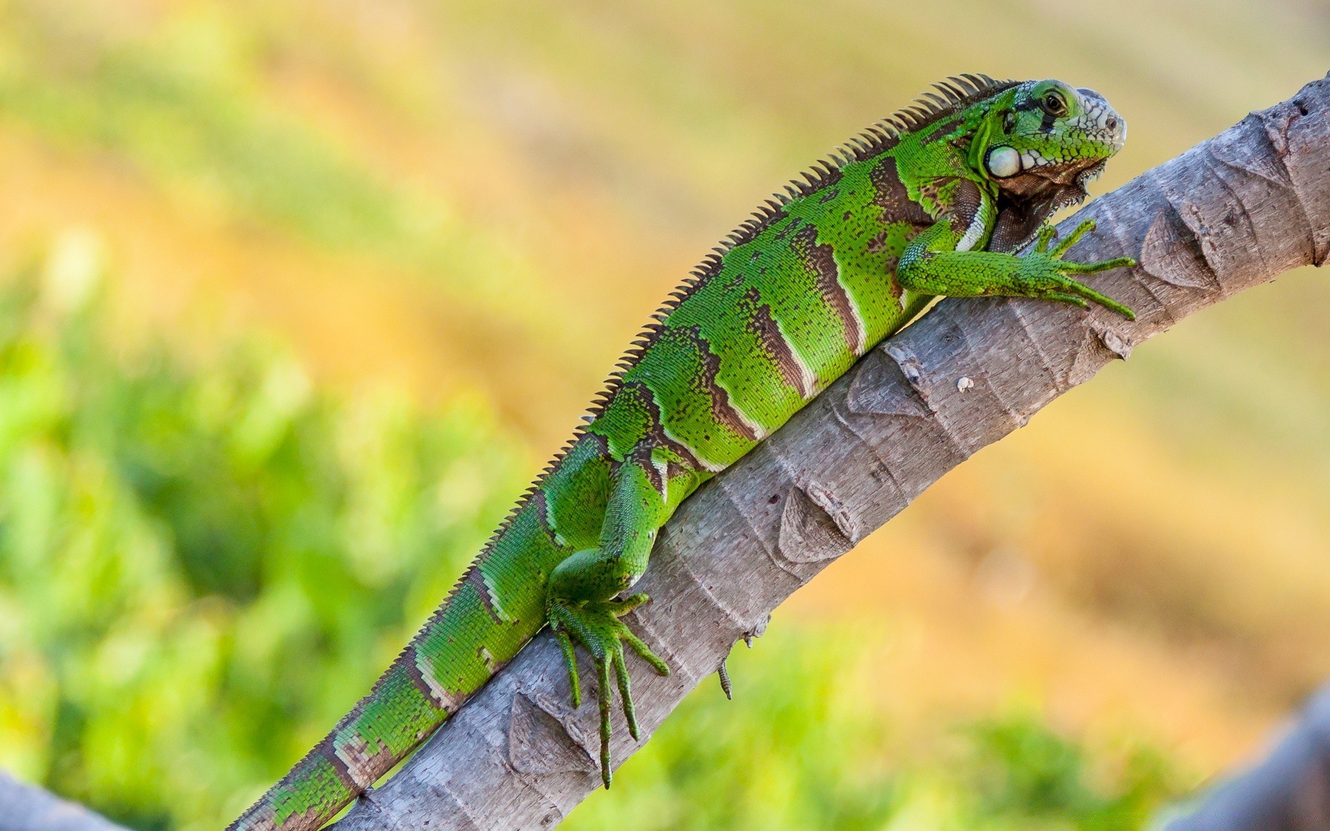 reptiles et grenouilles lézard gazebo faune nature animal dragon sauvage à l extérieur caméléon tropical couleur gros plan gecko zoo feuille exotique arbre