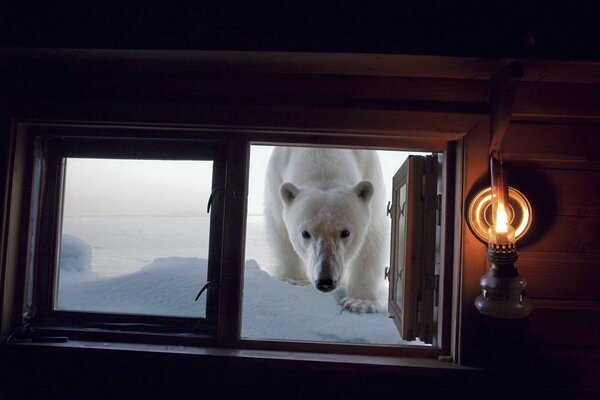 L ours polaire est venu vous rendre visite. Maîtresse ouvrir la fenêtre