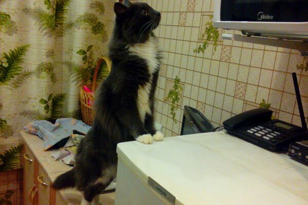 An interested cat climbed on the refrigerator