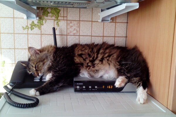 El gato duerme en el Teléfono