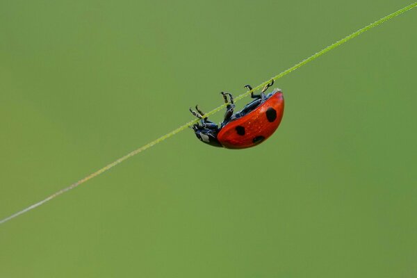 Coccinella che striscia sul gambo dell erba