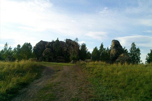 Много зеленой травы и зеленых деревьев