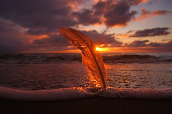 The sun shines through the feather at sunset