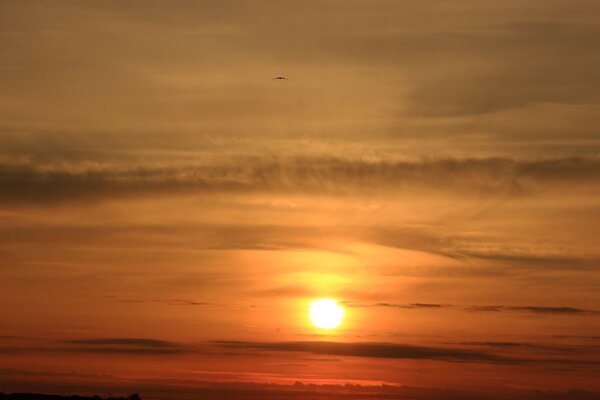 Auf Wolken und fliegende Möwe bei Sonnenuntergang