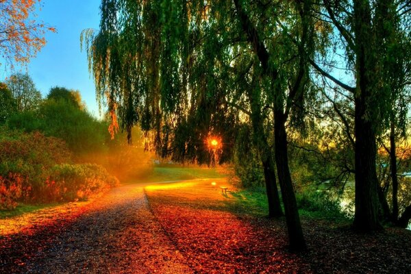 Naturaleza otoñal, árboles y puesta de sol