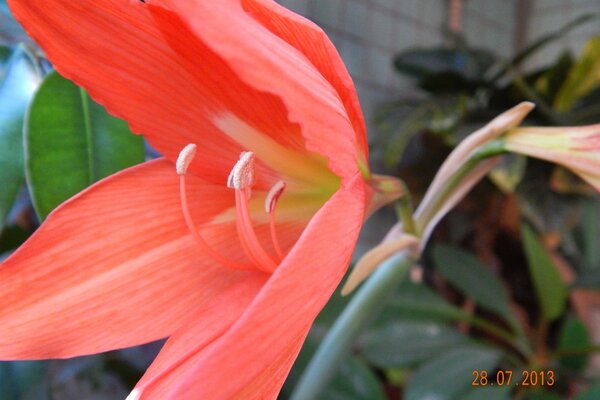 A flower photographed in close-up