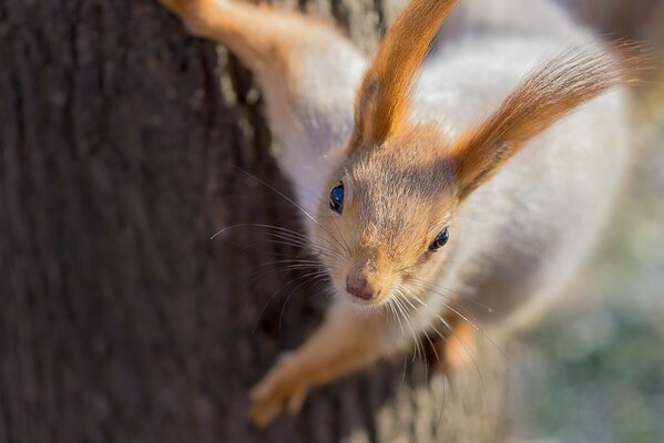 Cute squirrel on a tree trunk