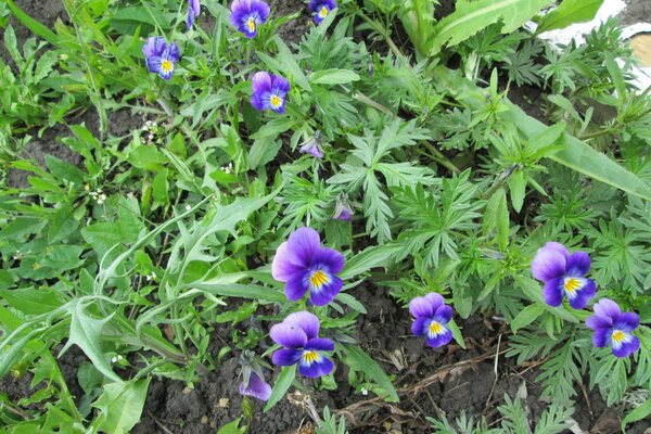 Gartenblumen im Garten gepflanzt