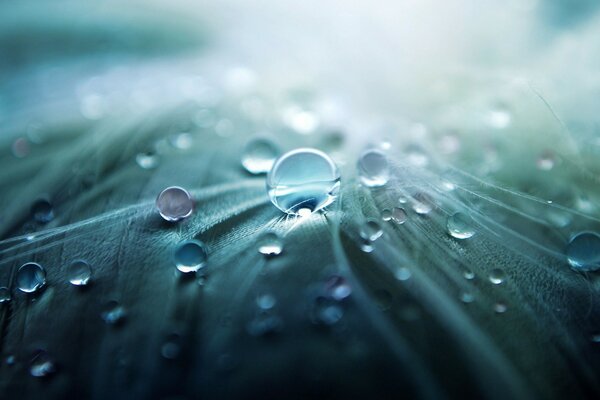 Gotas de lluvia en una hoja verde